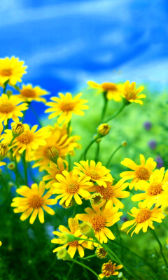 Yellow Daisies screenshot #1 240x400