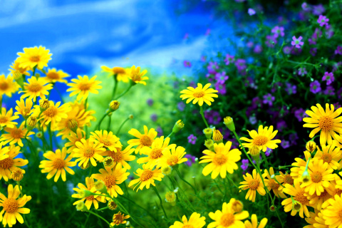 Yellow Daisies screenshot #1 480x320