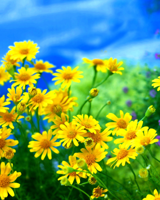 Yellow Daisies - Obrázkek zdarma pro Nokia X2-02