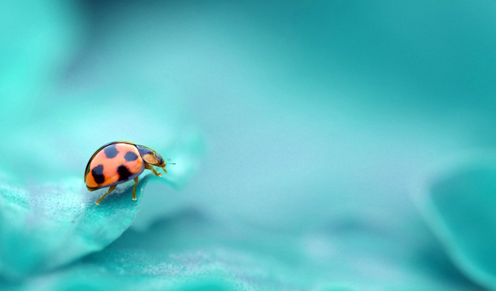 Sfondi Ladybug 1024x600