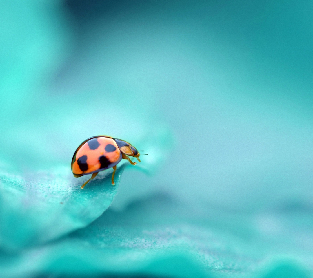 Das Ladybug Wallpaper 1080x960