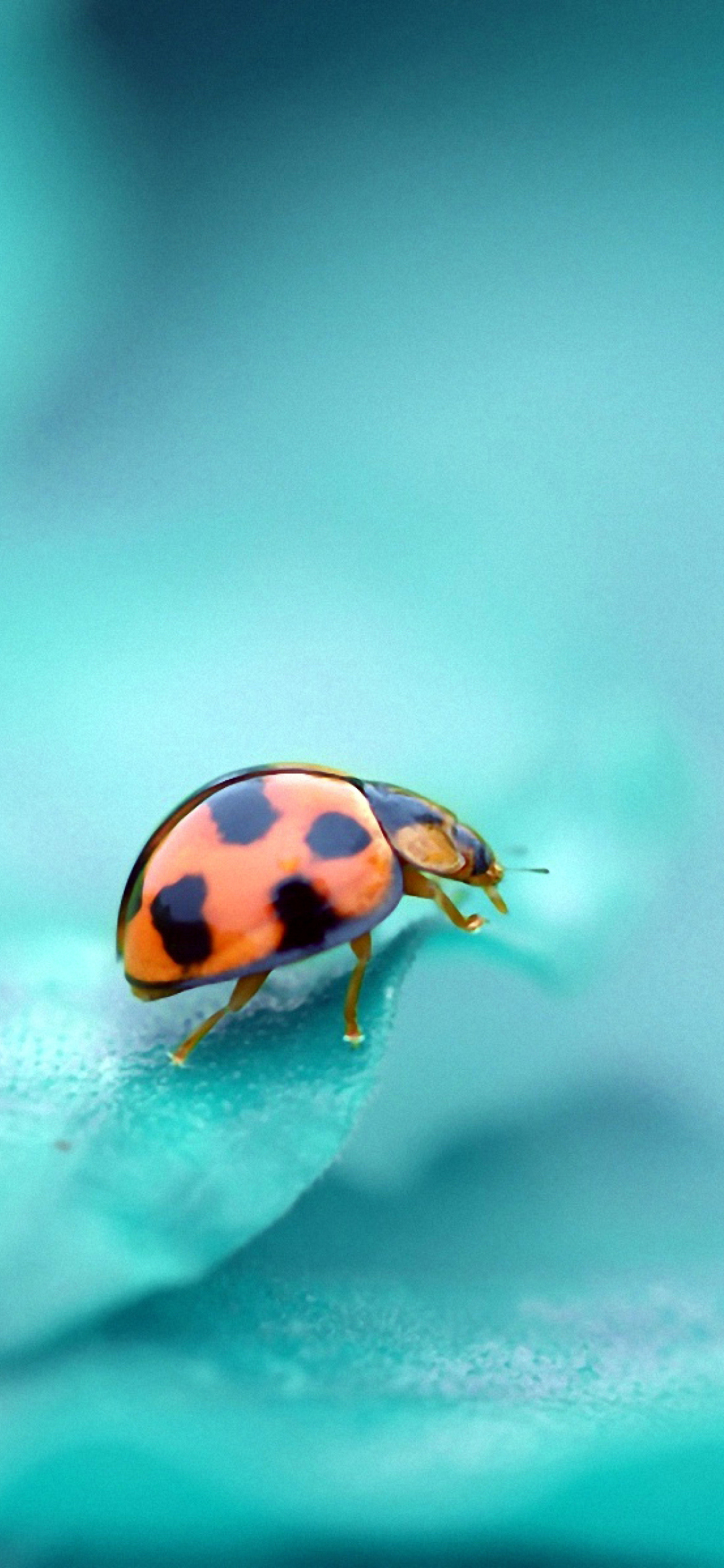 Das Ladybug Wallpaper 1170x2532