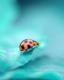 Ladybug wallpaper 128x160