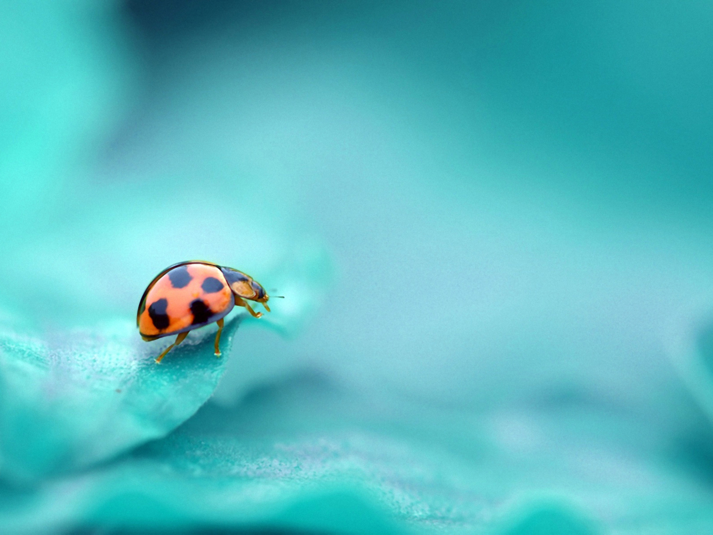 Ladybug wallpaper 1400x1050
