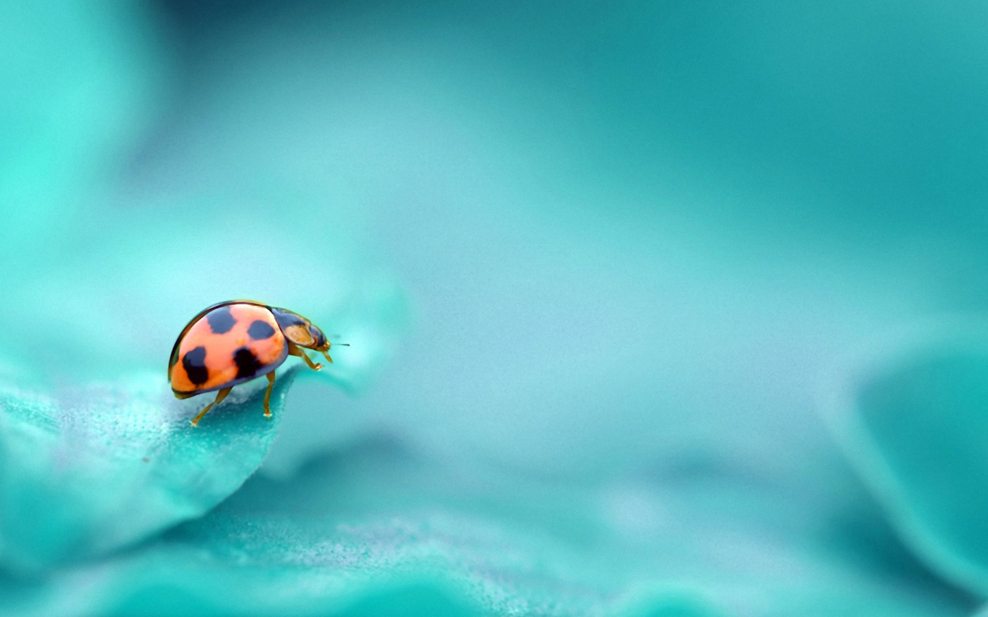 Fondo de pantalla Ladybug 1440x900