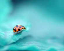 Ladybug wallpaper 220x176