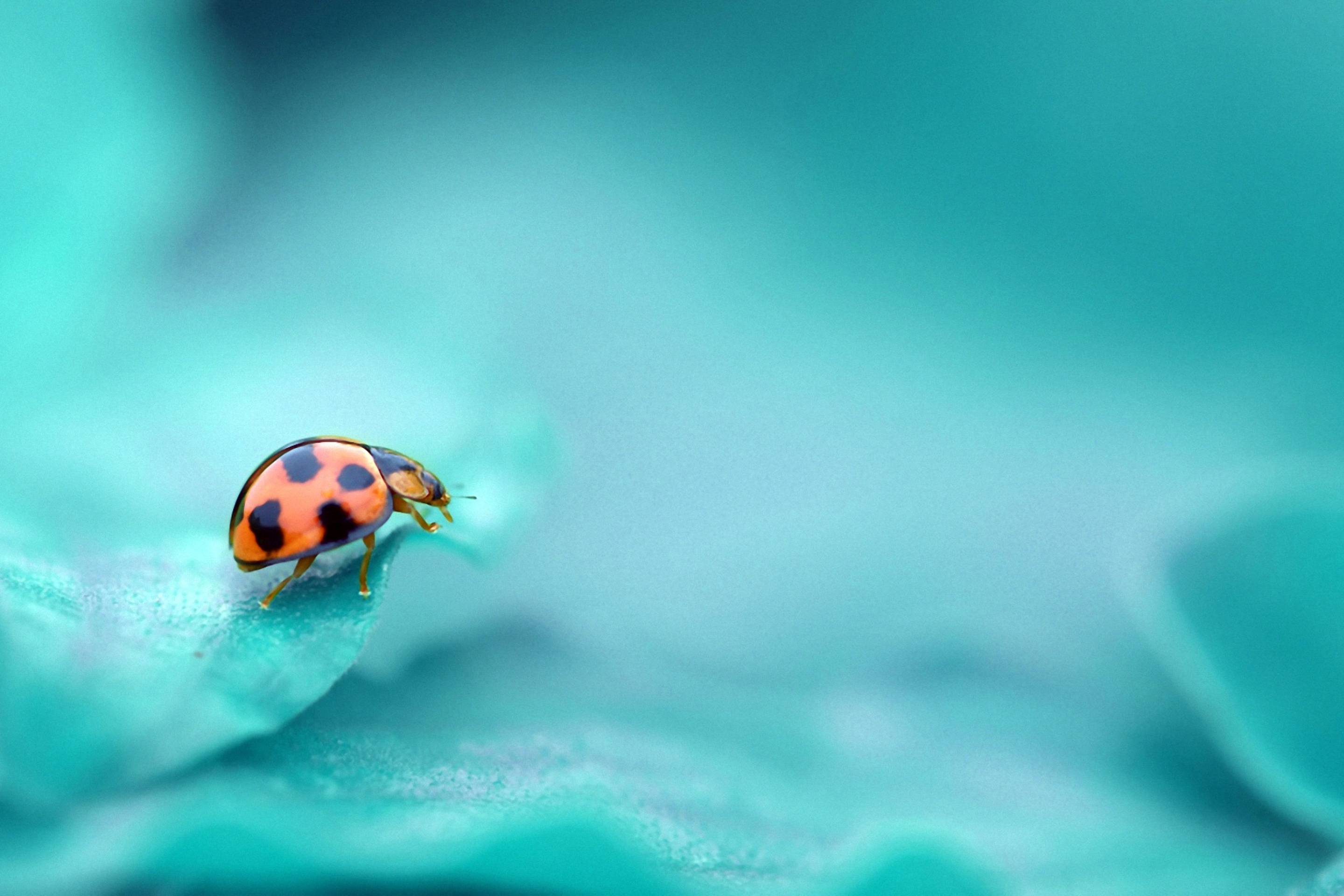 Ladybug wallpaper 2880x1920