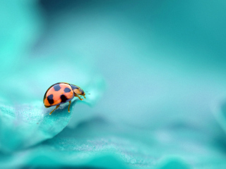Ladybug wallpaper 320x240