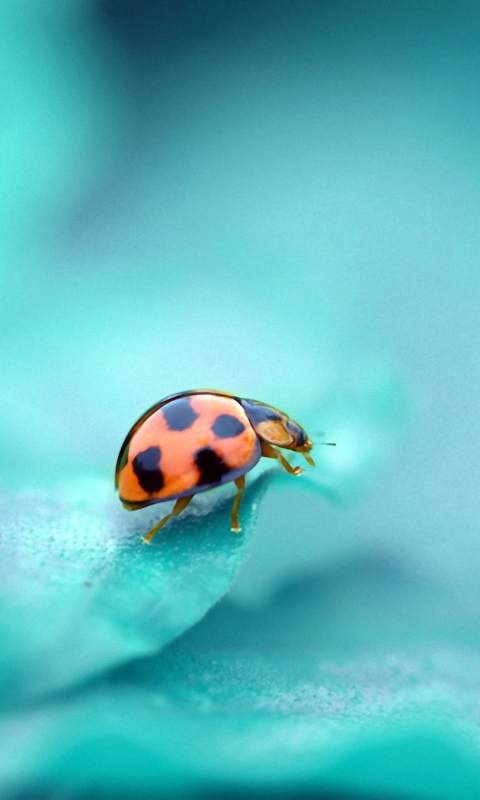 Das Ladybug Wallpaper 480x800