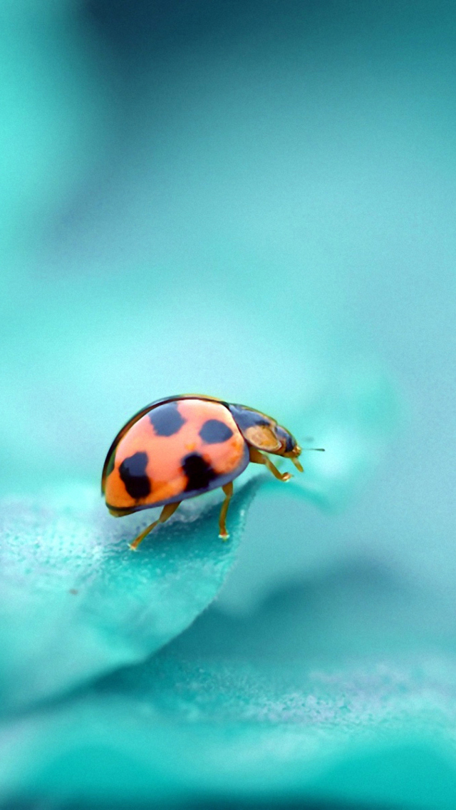 Fondo de pantalla Ladybug 640x1136