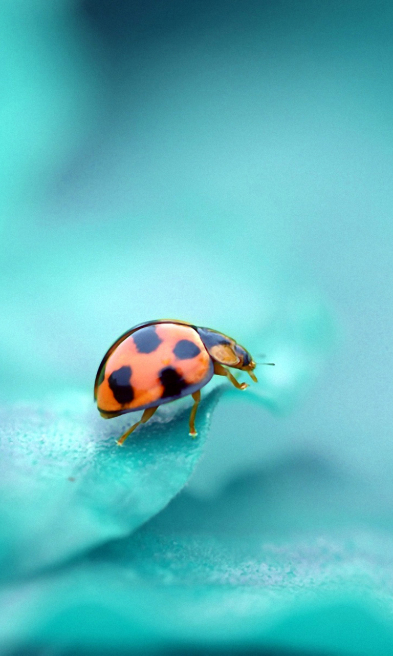 Ladybug wallpaper 768x1280