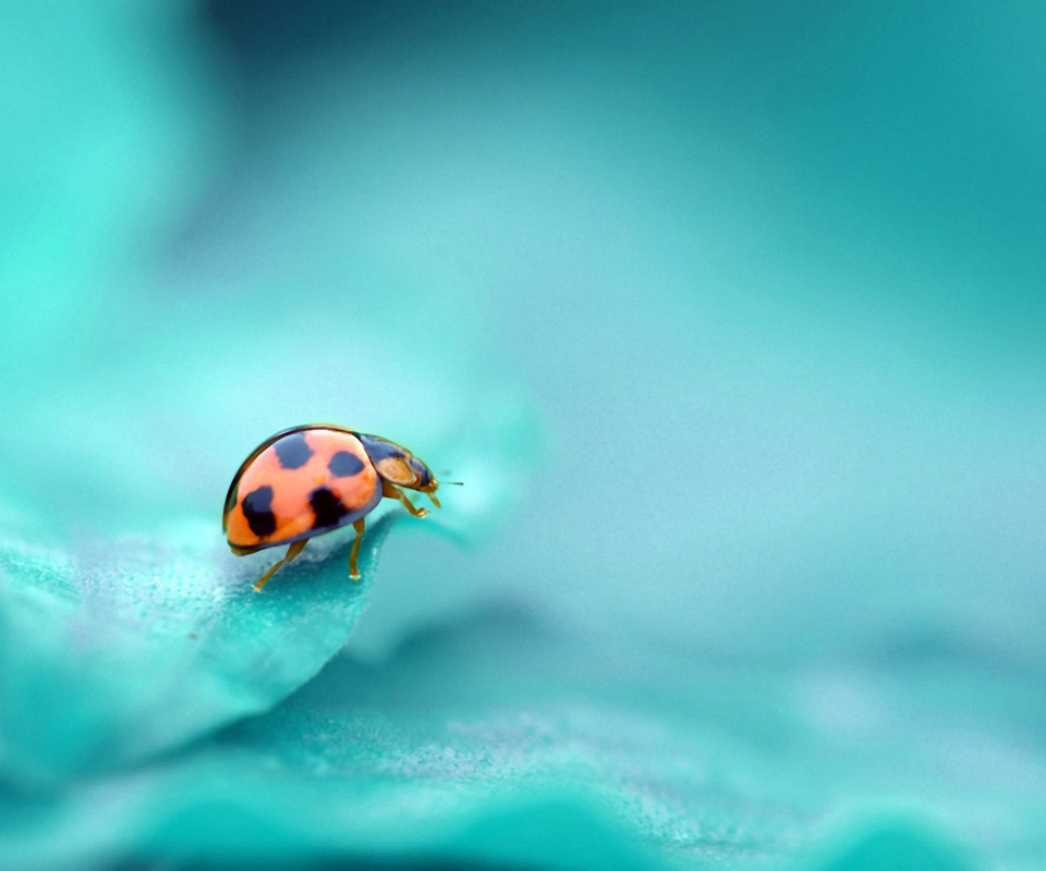 Fondo de pantalla Ladybug 960x800