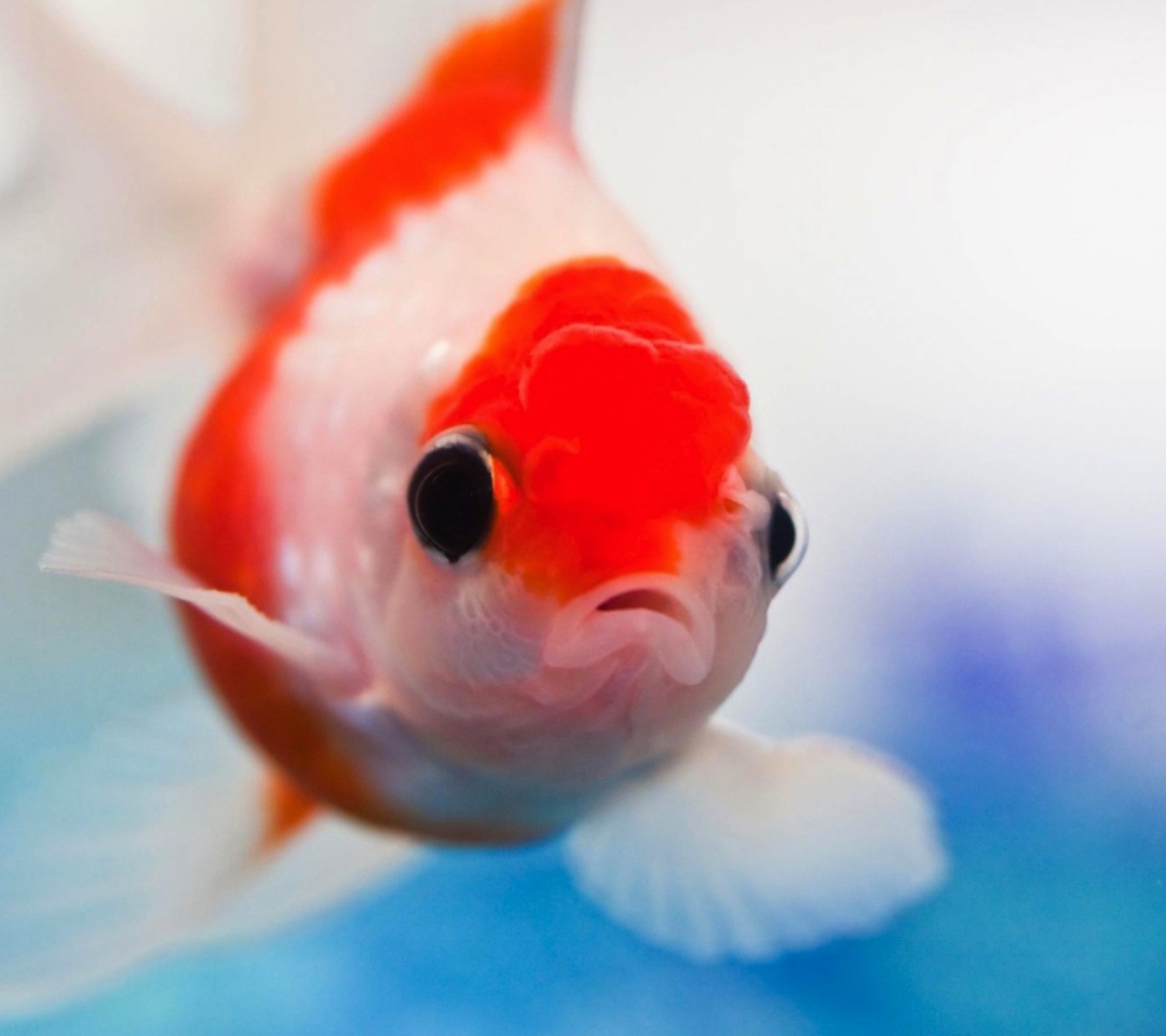 Das Red And White Fish Wallpaper 1080x960