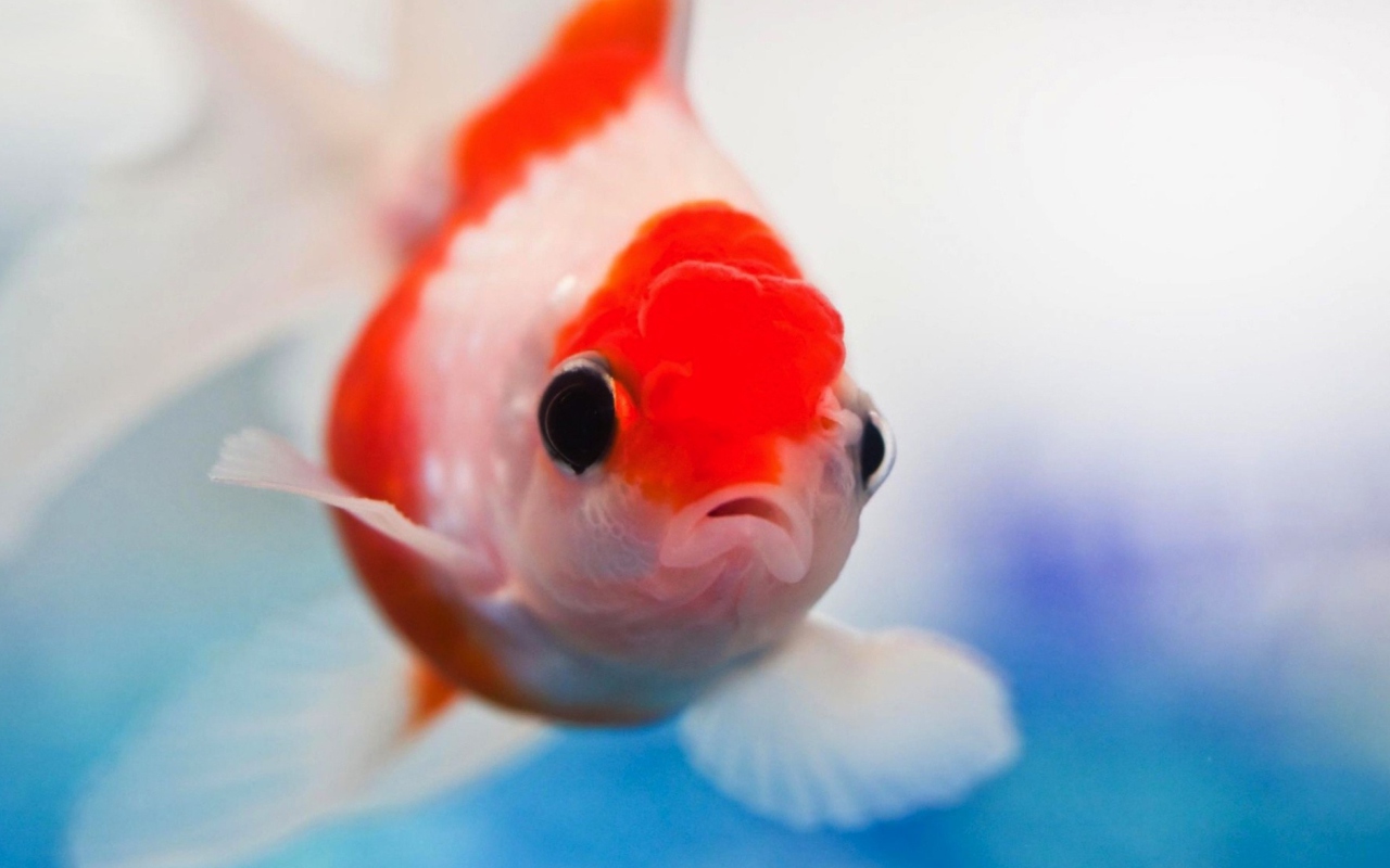 Das Red And White Fish Wallpaper 1280x800
