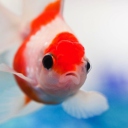 Das Red And White Fish Wallpaper 128x128