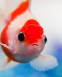 Das Red And White Fish Wallpaper 128x160