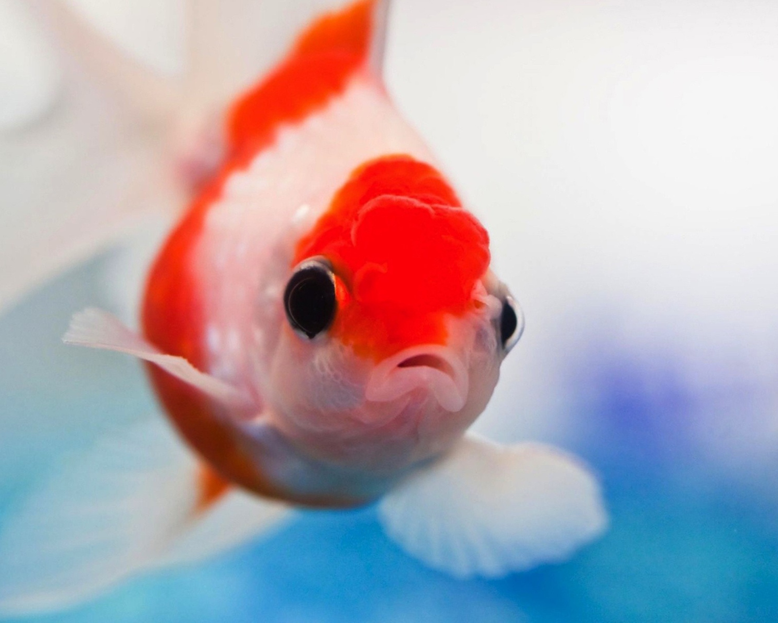 Das Red And White Fish Wallpaper 1600x1280