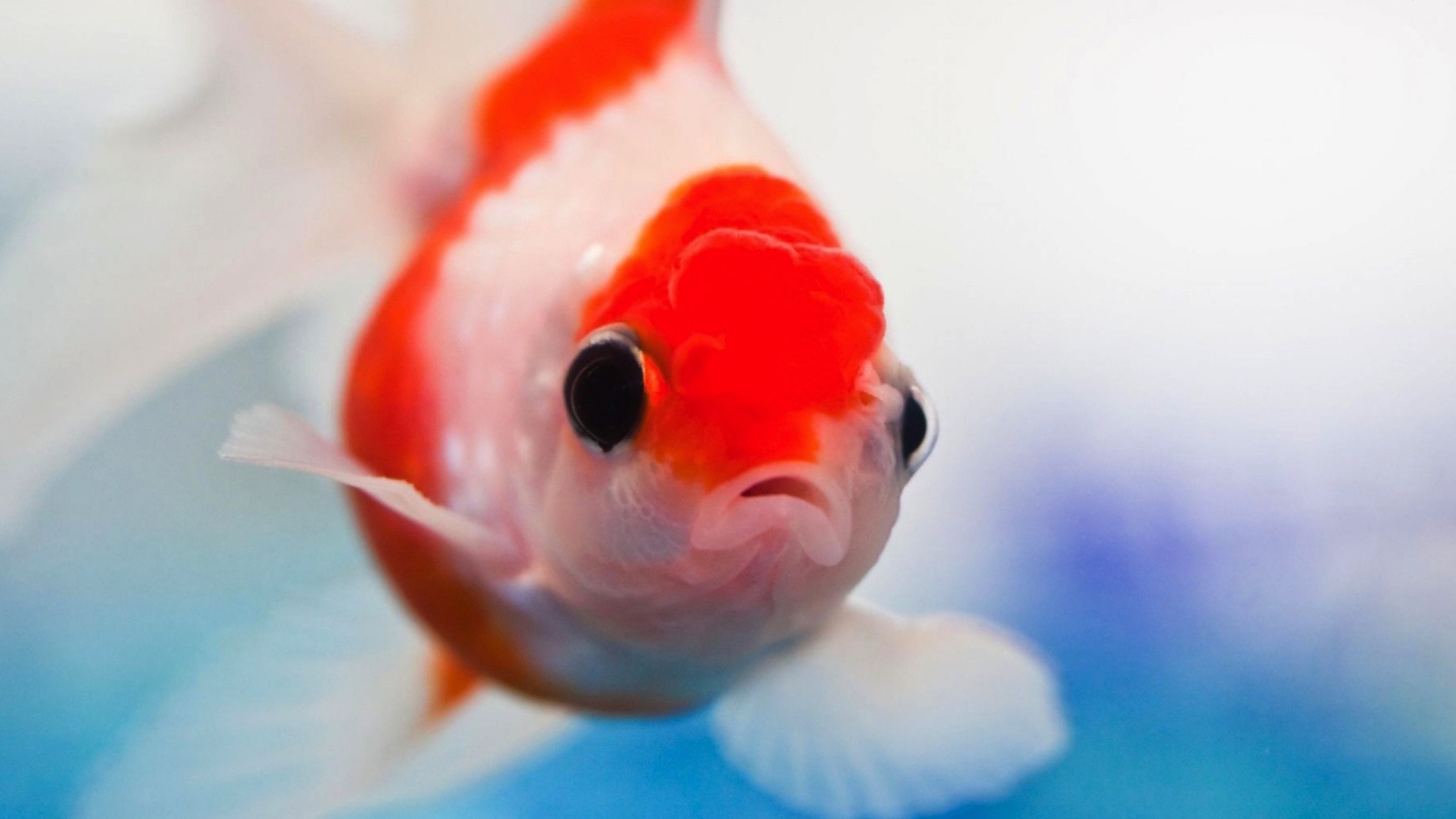 Das Red And White Fish Wallpaper 1600x900