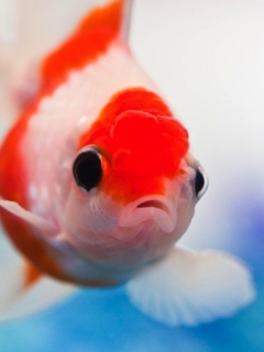 Red And White Fish wallpaper 240x320