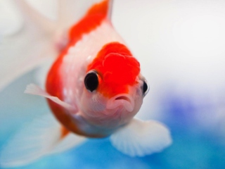 Red And White Fish screenshot #1 320x240