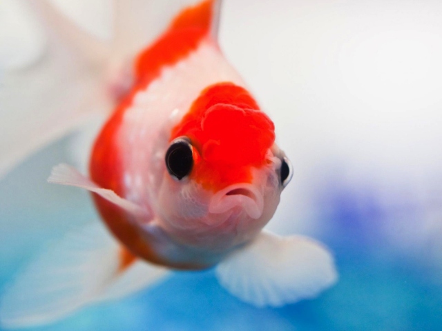 Red And White Fish wallpaper 640x480