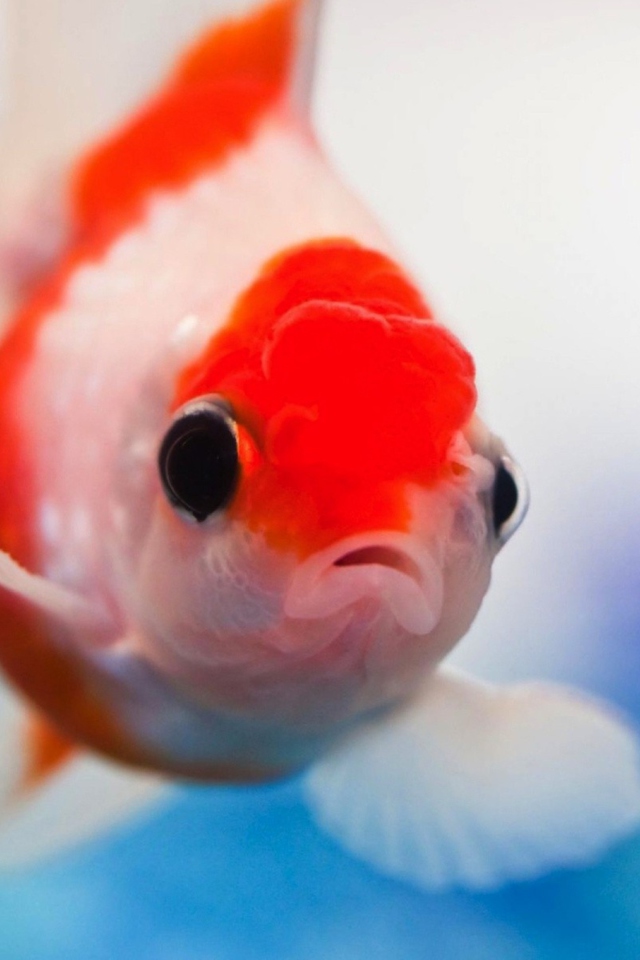 Обои Red And White Fish 640x960