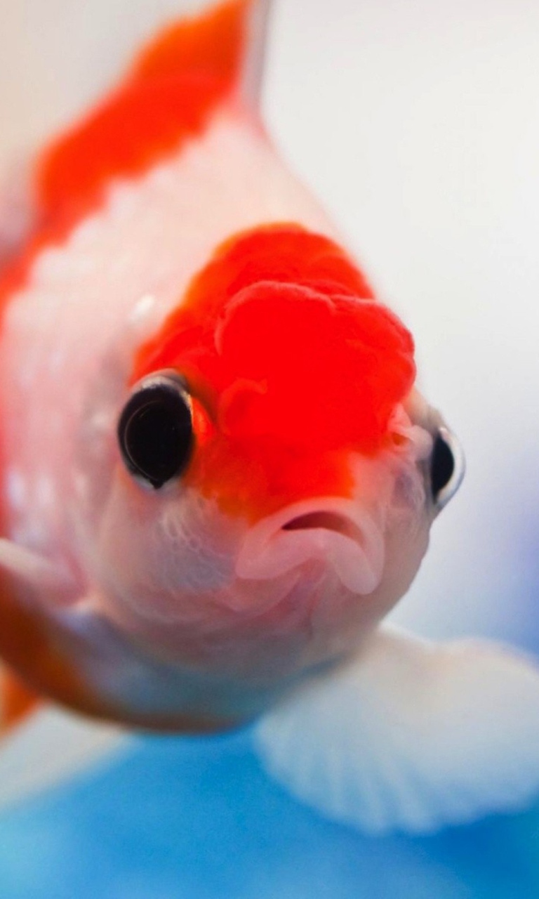 Das Red And White Fish Wallpaper 768x1280