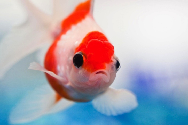 Red And White Fish wallpaper