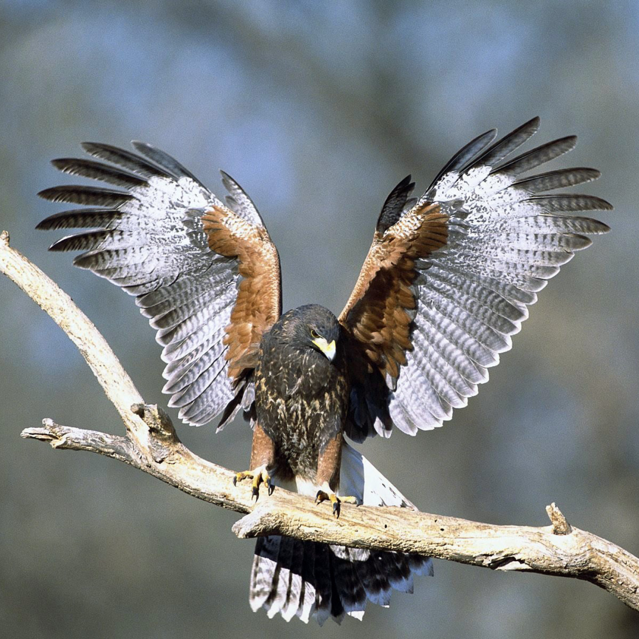 Landing Eagle screenshot #1 2048x2048