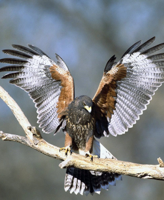 Landing Eagle - Obrázkek zdarma pro Nokia C1-02