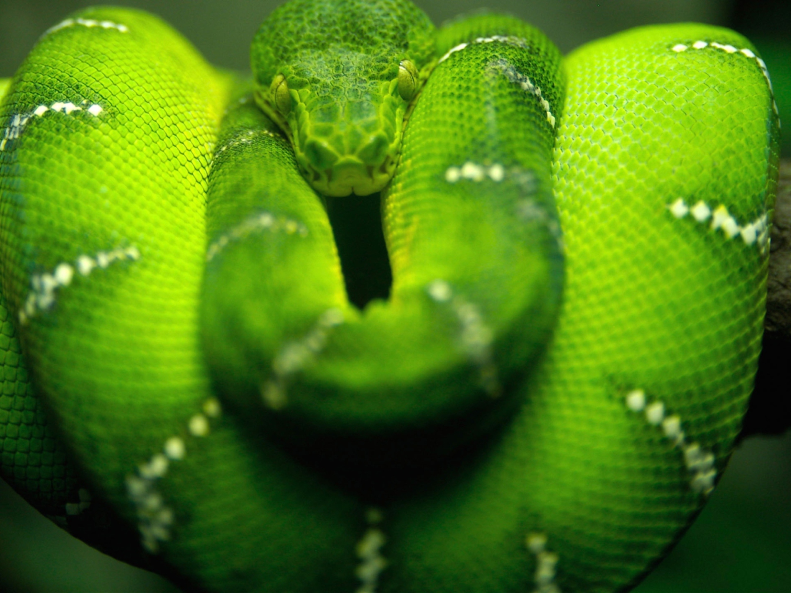 Tree Snake On Branch wallpaper 1600x1200