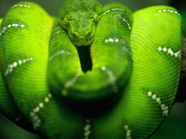 Das Tree Snake On Branch Wallpaper 640x480