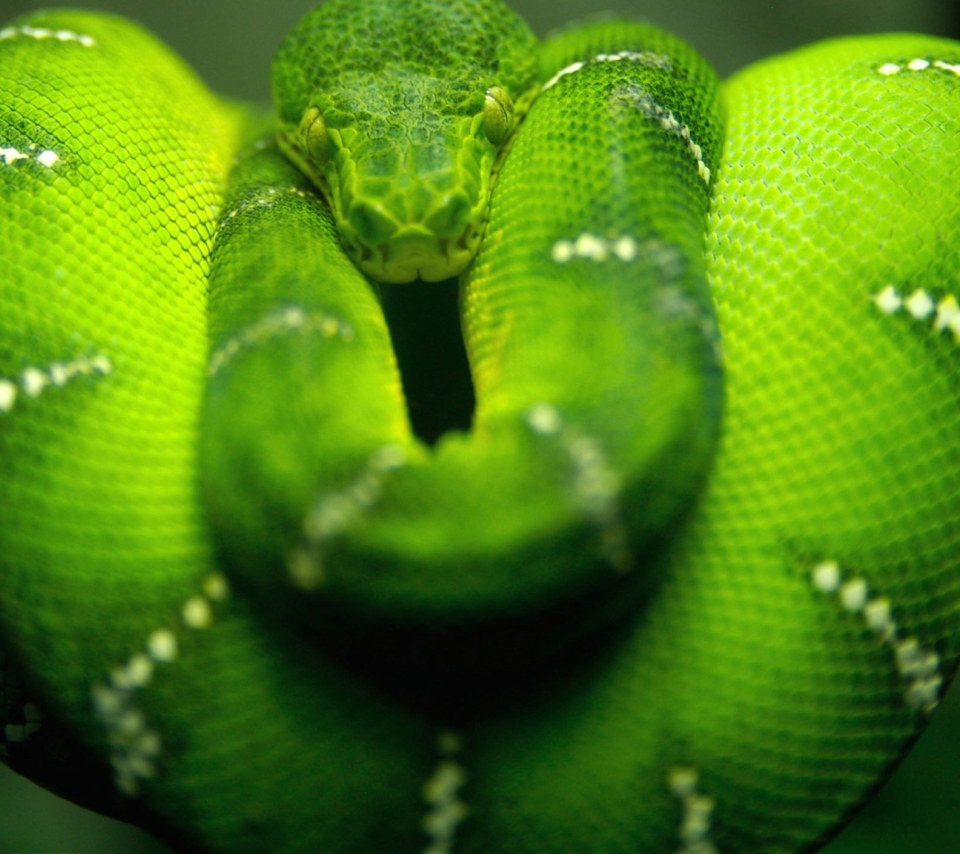 Fondo de pantalla Tree Snake On Branch 960x854