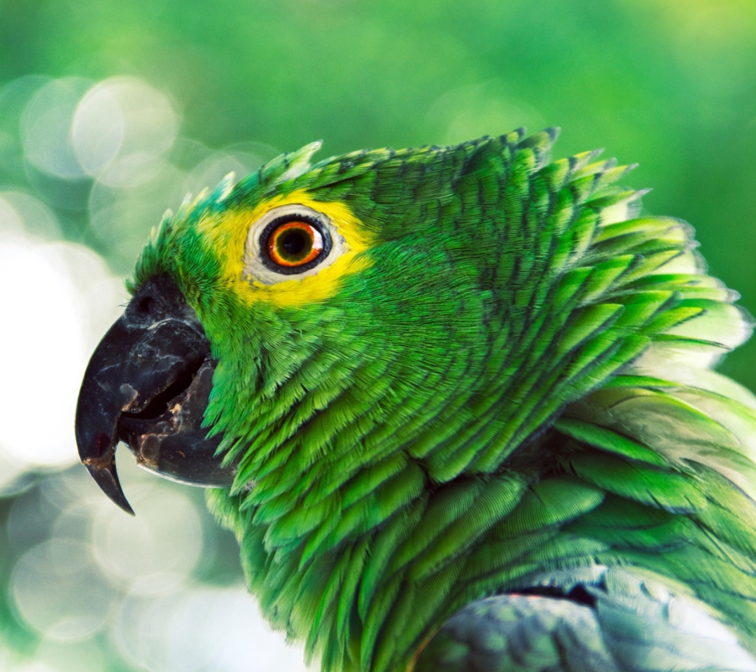 Fondo de pantalla Green Parrot 1080x960