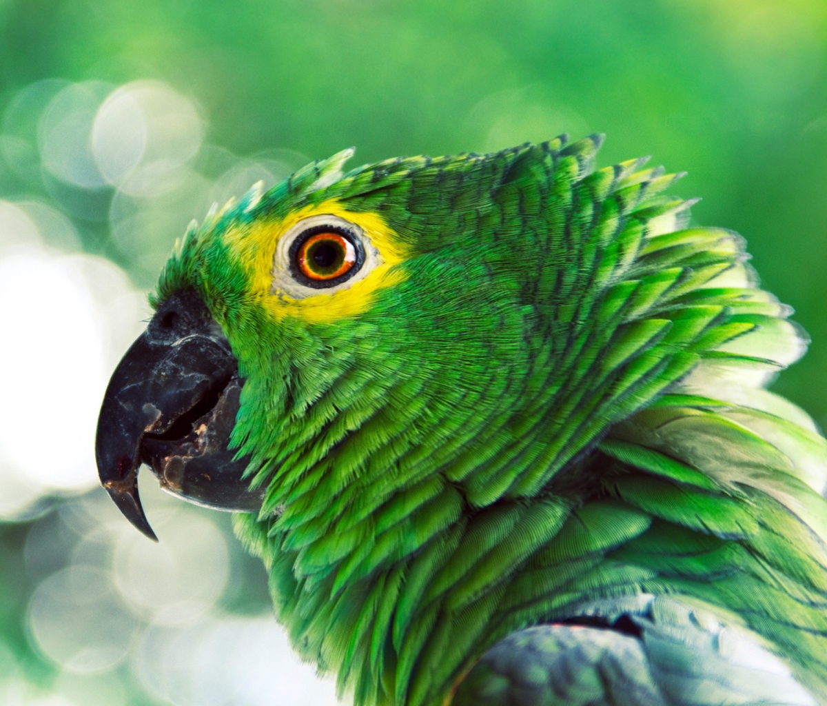 Обои Green Parrot 1200x1024
