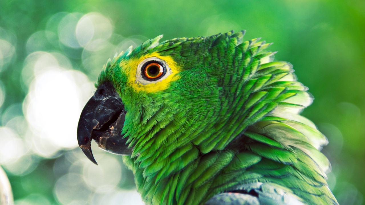 Fondo de pantalla Green Parrot 1280x720