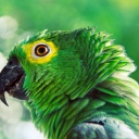 Screenshot №1 pro téma Green Parrot 128x128