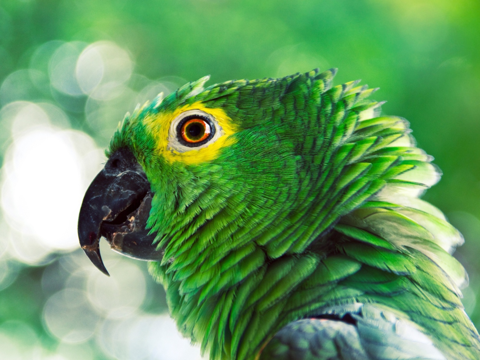 Обои Green Parrot 1600x1200