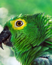 Sfondi Green Parrot 176x220