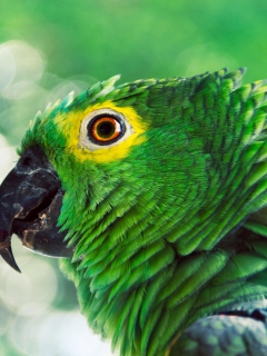 Green Parrot screenshot #1 240x320