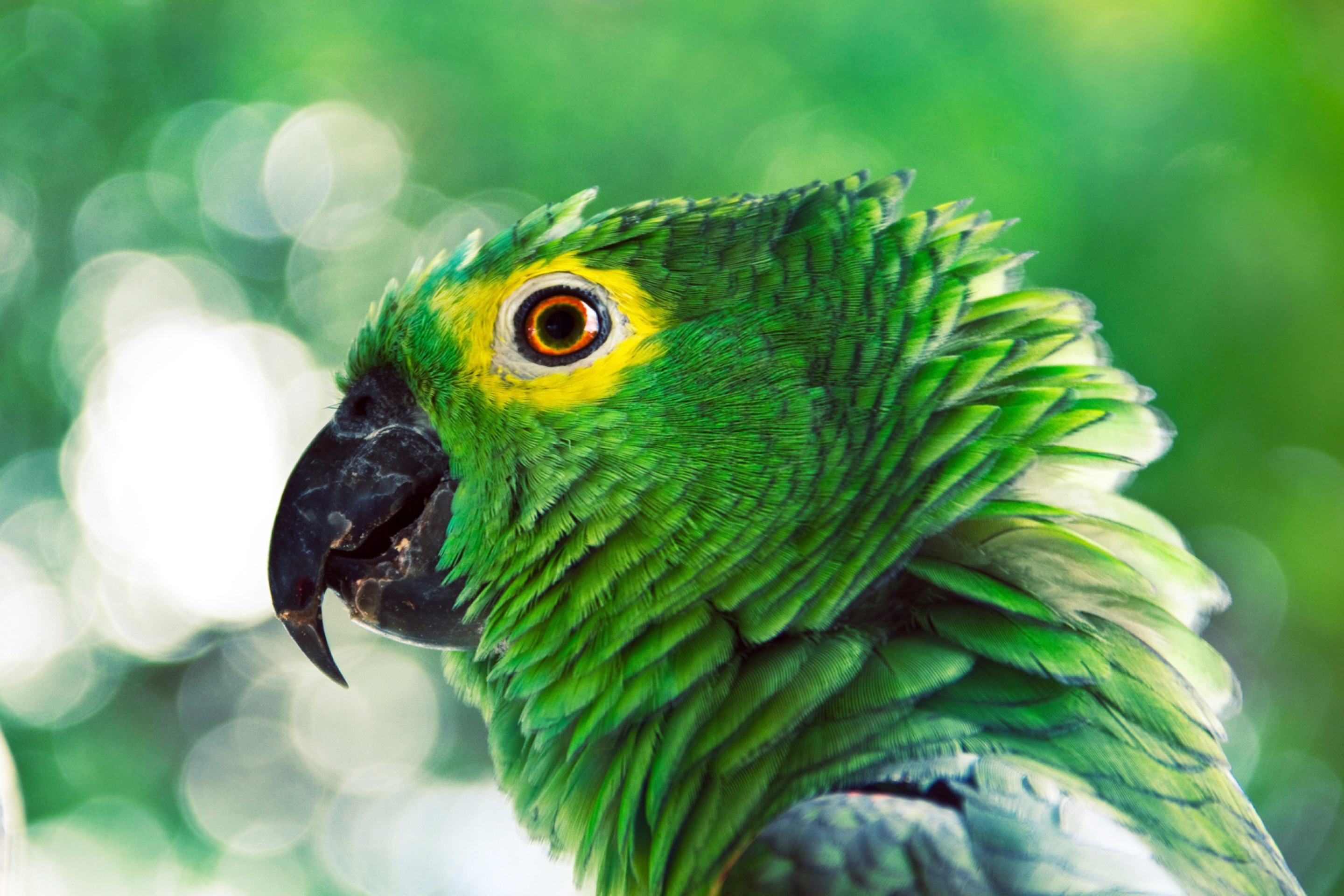 Sfondi Green Parrot 2880x1920