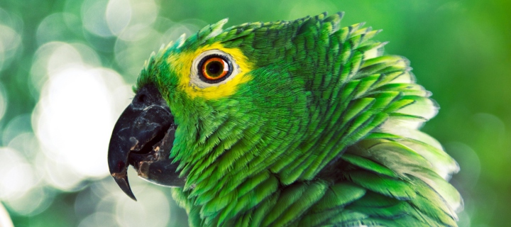 Das Green Parrot Wallpaper 720x320