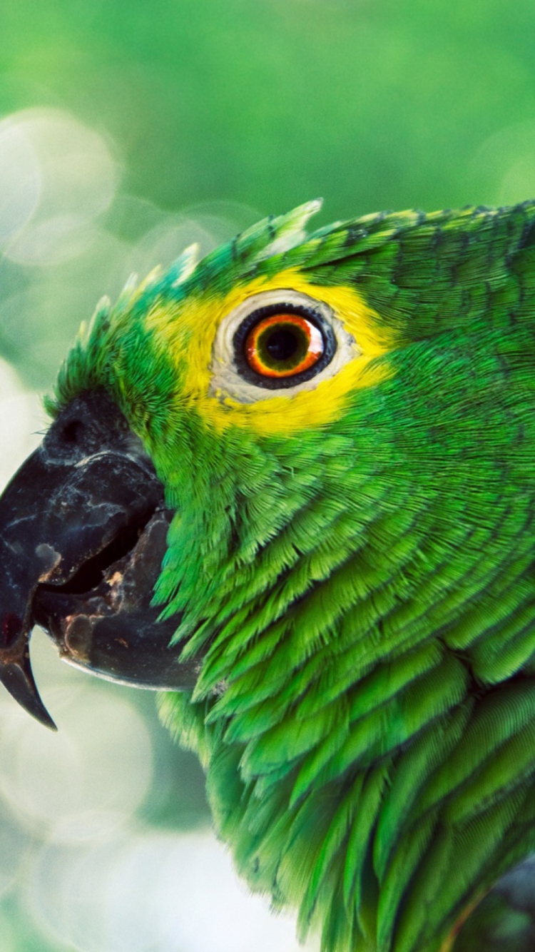 Обои Green Parrot 750x1334
