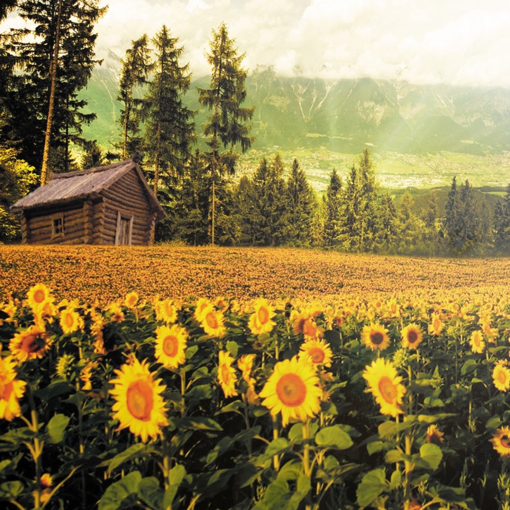 Sfondi Sunflowers And Wooden Hut 1024x1024