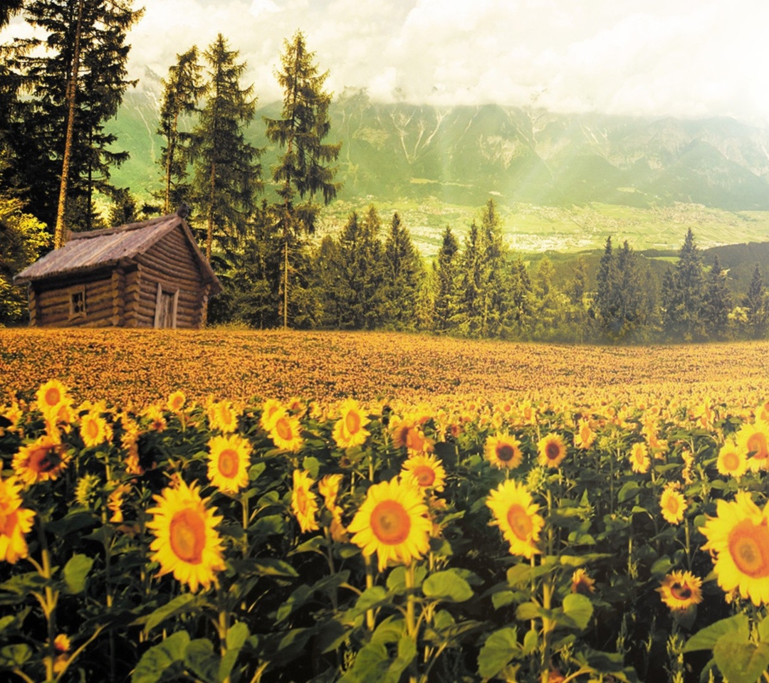Обои Sunflowers And Wooden Hut 1080x960