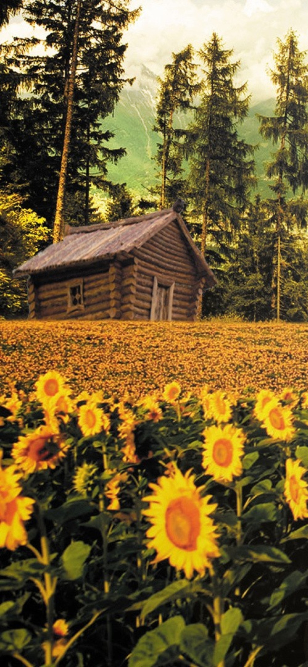 Sunflowers And Wooden Hut screenshot #1 1170x2532