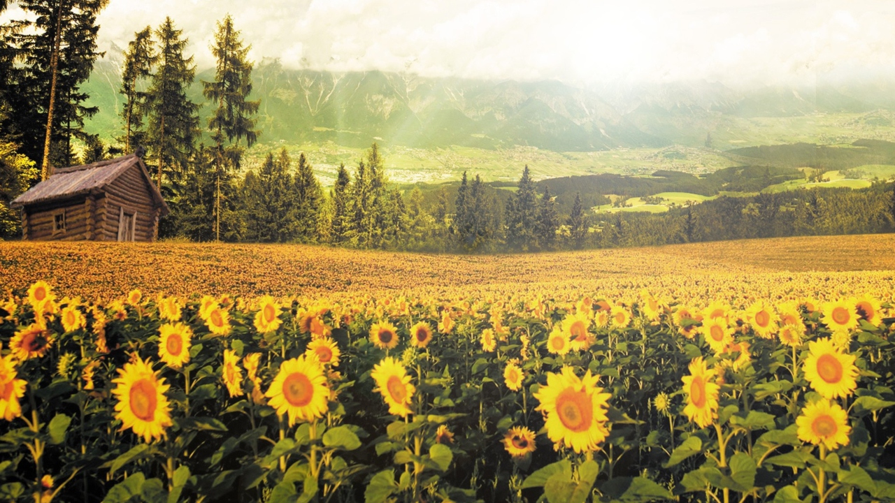 Sunflowers And Wooden Hut screenshot #1 1280x720