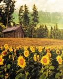 Das Sunflowers And Wooden Hut Wallpaper 128x160