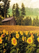 Fondo de pantalla Sunflowers And Wooden Hut 132x176