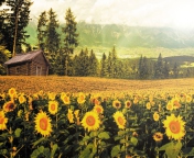 Fondo de pantalla Sunflowers And Wooden Hut 176x144
